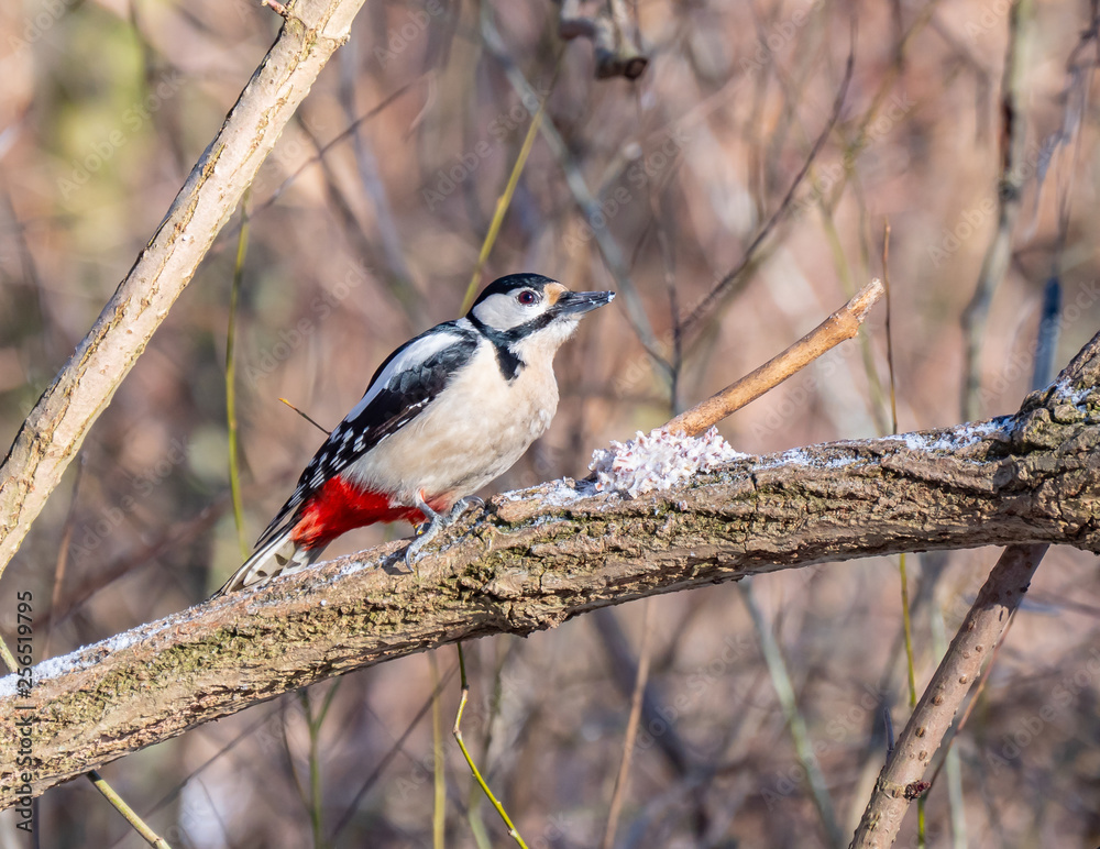 Woodpecker close up, winter season, eating fat with grains