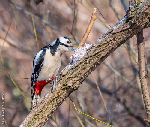 Obraz na płótnie Woodpecker close up, winter season, eating fat with grains w salonie