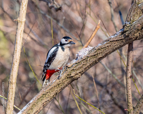 Woodpecker close up, winter season, eating fat with grains