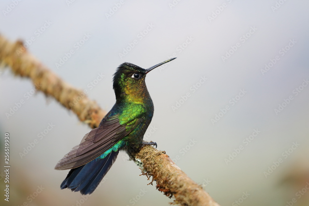 Fototapeta premium Colibri