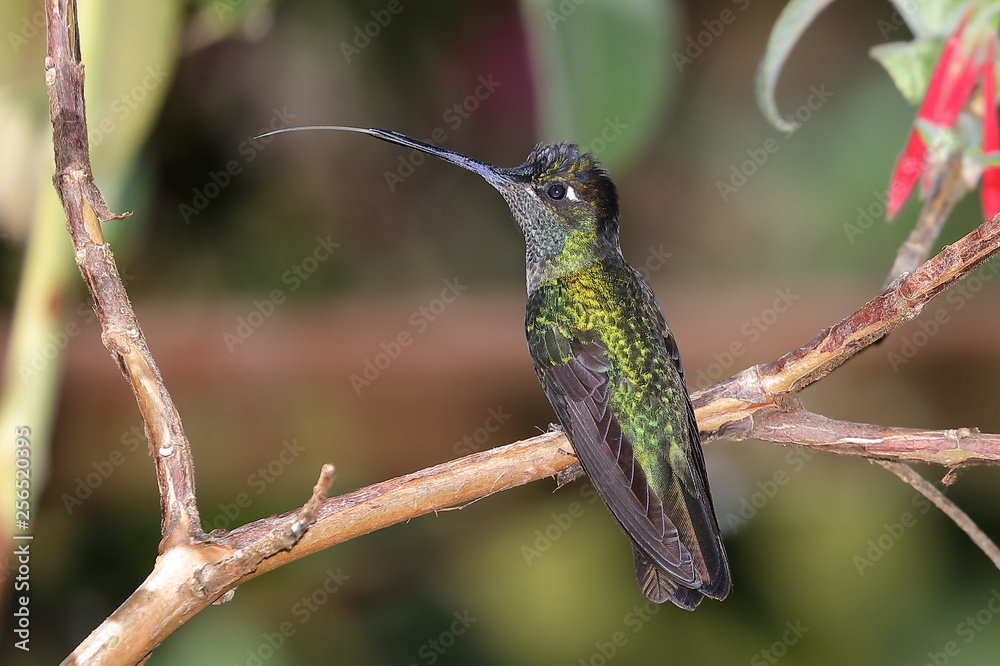 Obraz premium Colibri