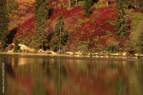 Autumn forest nature. Vivid morning in colorful forest with sun rays through branches of trees. Scenery of nature with sunlight.savsat/ARTVİN/TURKEY