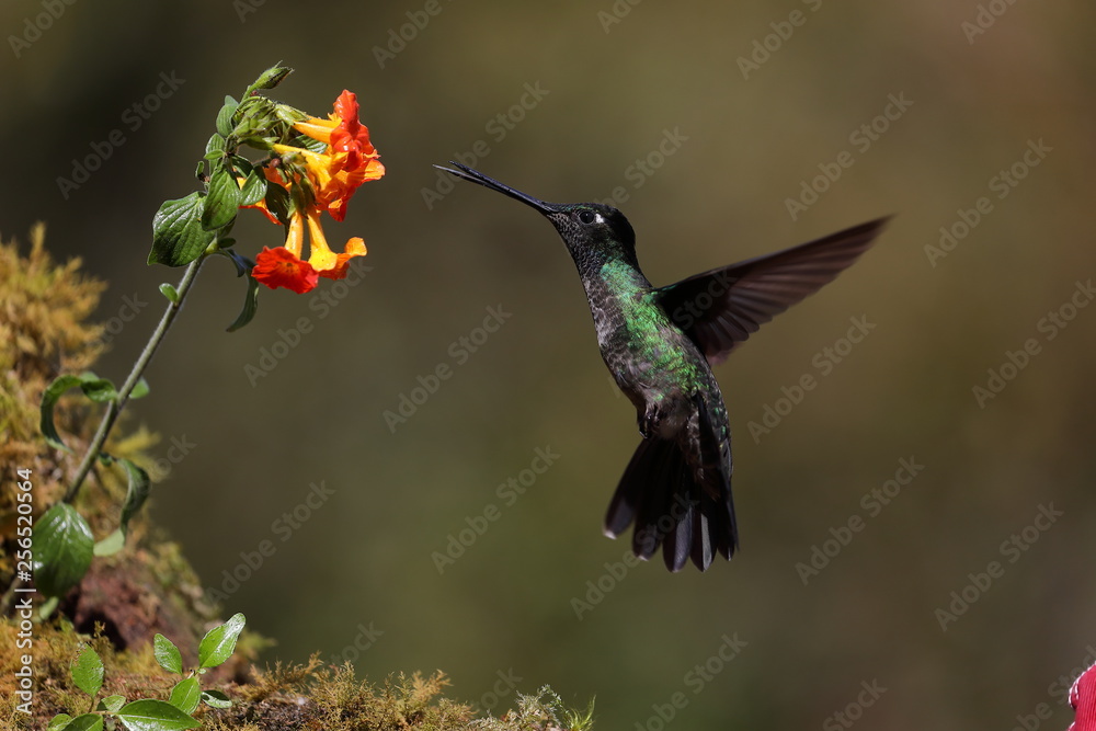 Fototapeta premium Colibri