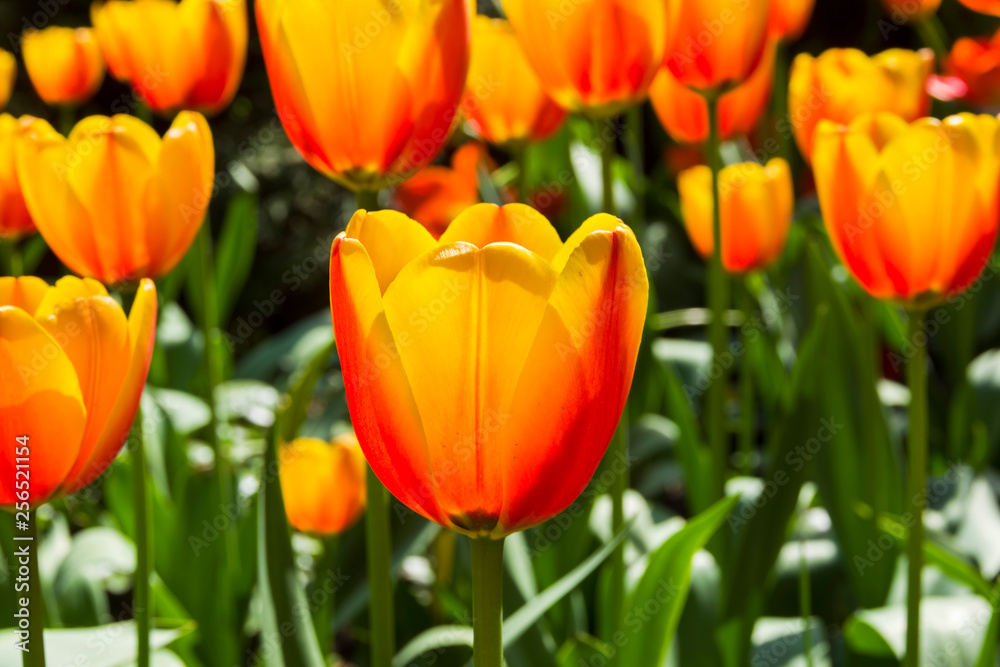 Beautiful red and yellow tulips Beautiful red and yellow tulips