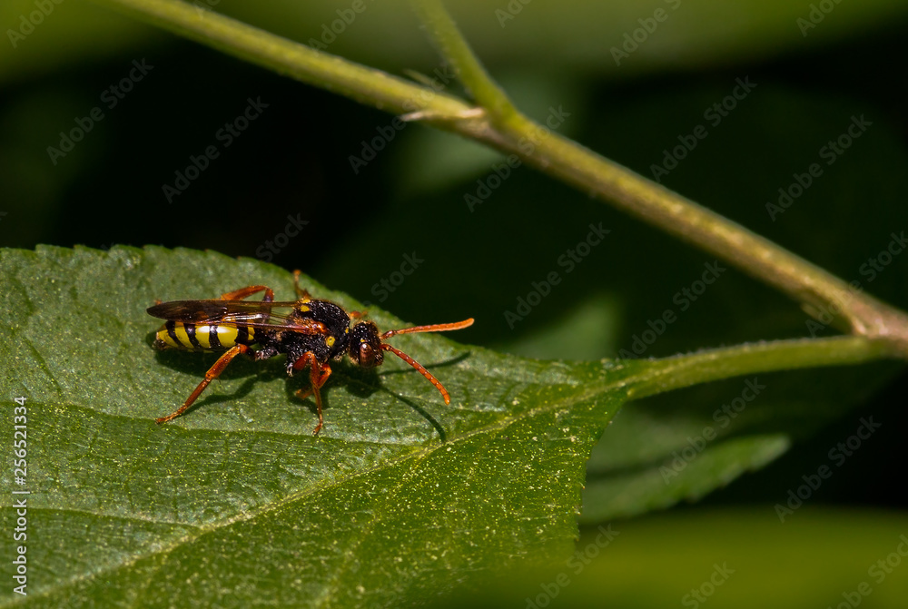 A wasp sits on a green leaf. A wasp sits on a green leaf.