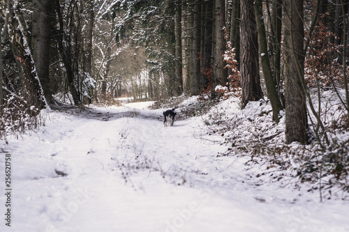 Happy dog, black and white springer spaniel on the walk.