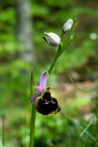 ophrys photo