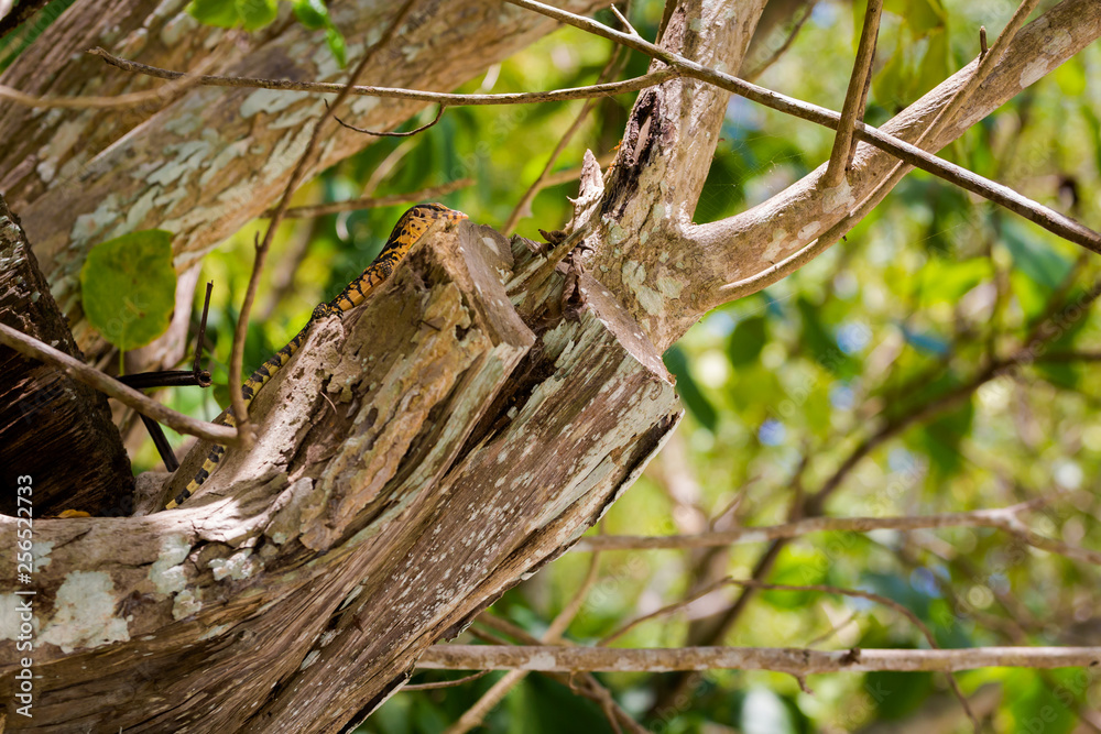 Tropical lizard on Koh Poda