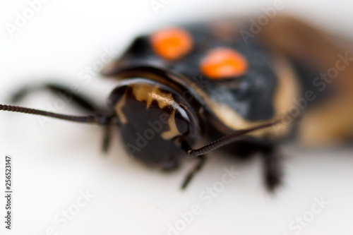 Cockroach little car Lucihormetica subcincta with orange spots. Cockroaches avtomobilchiki from the tropical rain forests of Colombia and Venezuela sits on the hand. Macro. photo