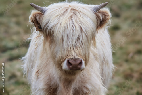 YOUNG HIGHLAND CATTLE(WHITE)