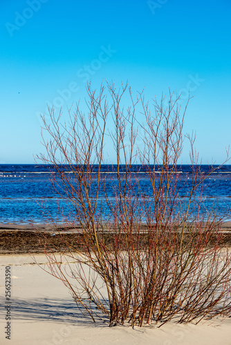 colorful spring bushes in latvian countryside