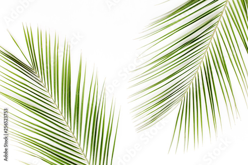 Tropical green palm leaves on white background. Flat lay  top view