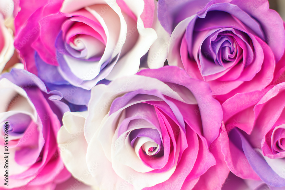 background of multicolor roses. Purple, purple, cream, pink colors. background of multicolor roses. Purple, purple, cream, pink colors.