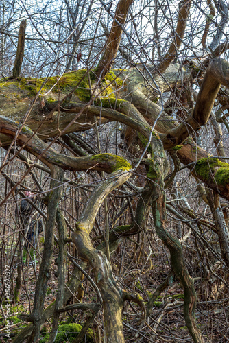 colorful spring bushes in latvian countryside