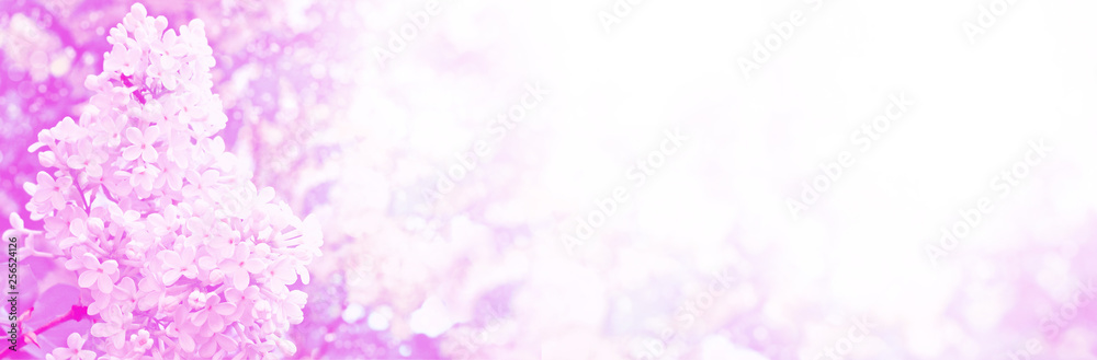 Obraz premium Bright and colorful flowers lilac