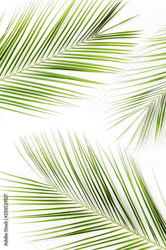 Tropical green palm leaves on white background. Flat lay  top view