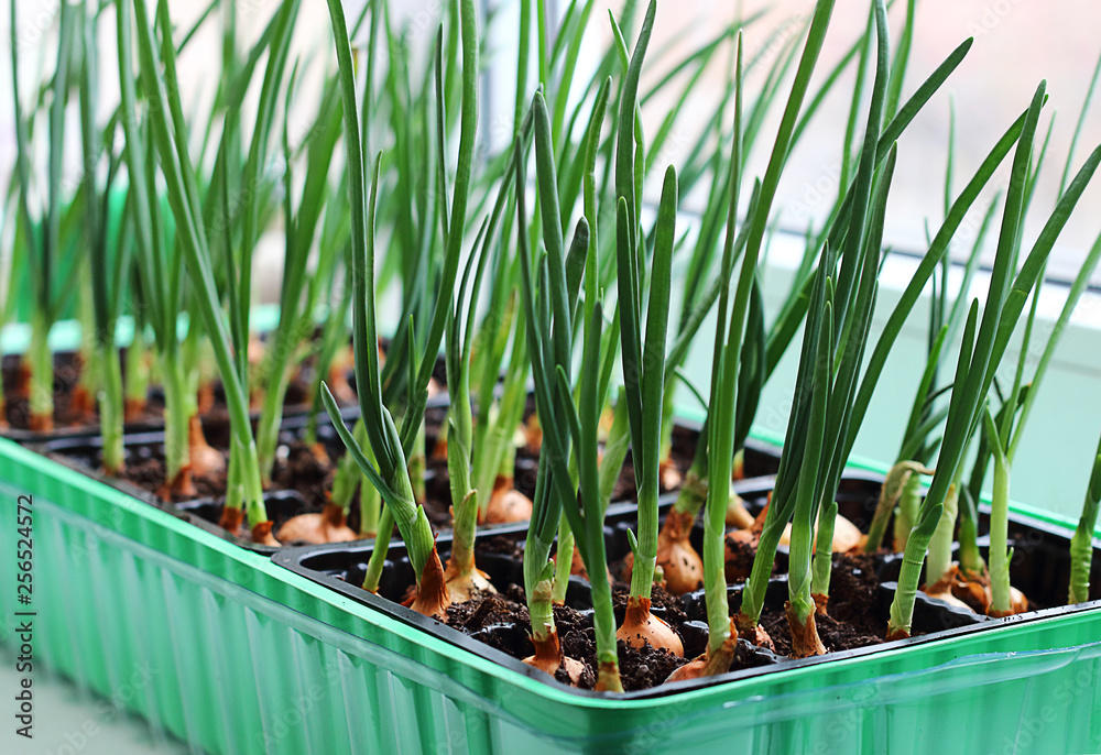 Obraz premium Growing green onions and natural light. Ecology, business, Earth Day, organic plant growing.