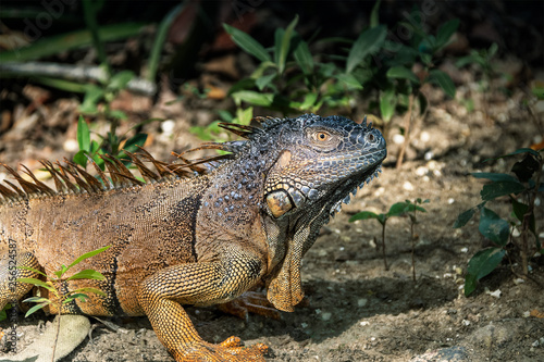 Reptil  Leguan  