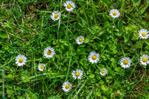 white spring flowers on natural green meadow background