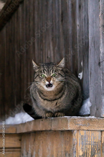  cat in an old wooden building in winter