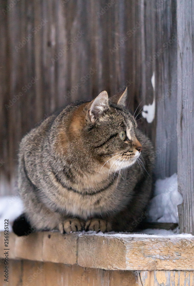  cat in an old wooden building in winter