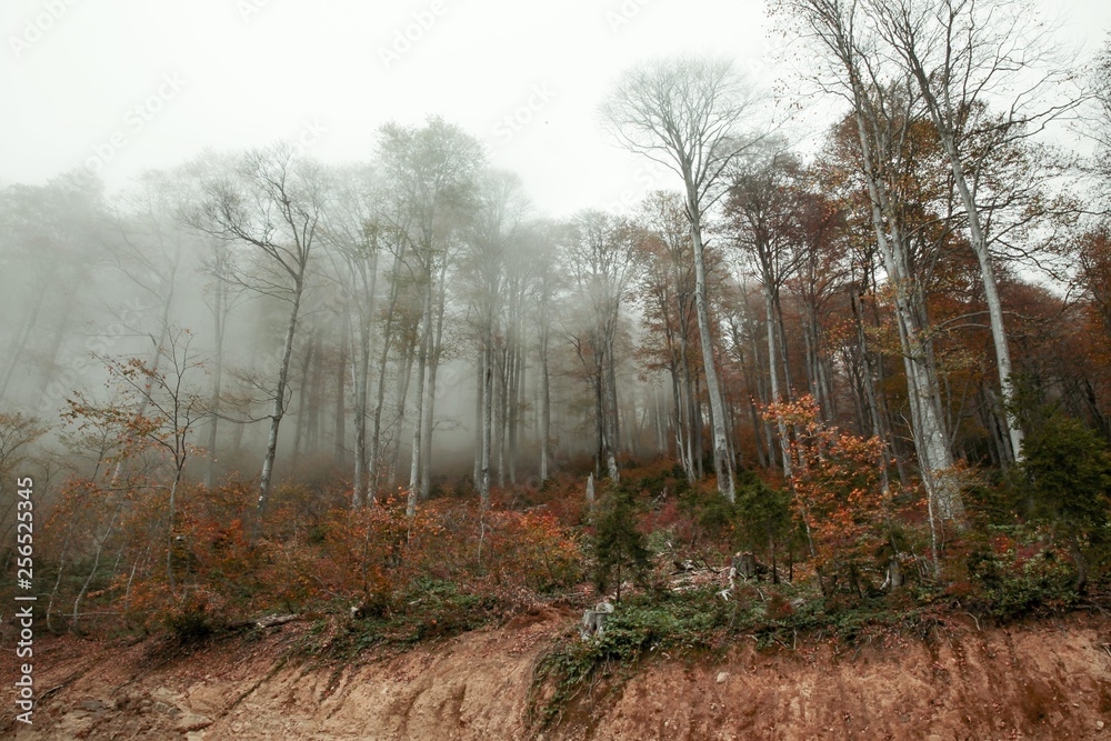 Obraz premium Autumn forest nature. Vivid morning in colorful forest with sun rays through branches of trees. Scenery of nature with sunlight.savsat/ARTVİN/TURKEY