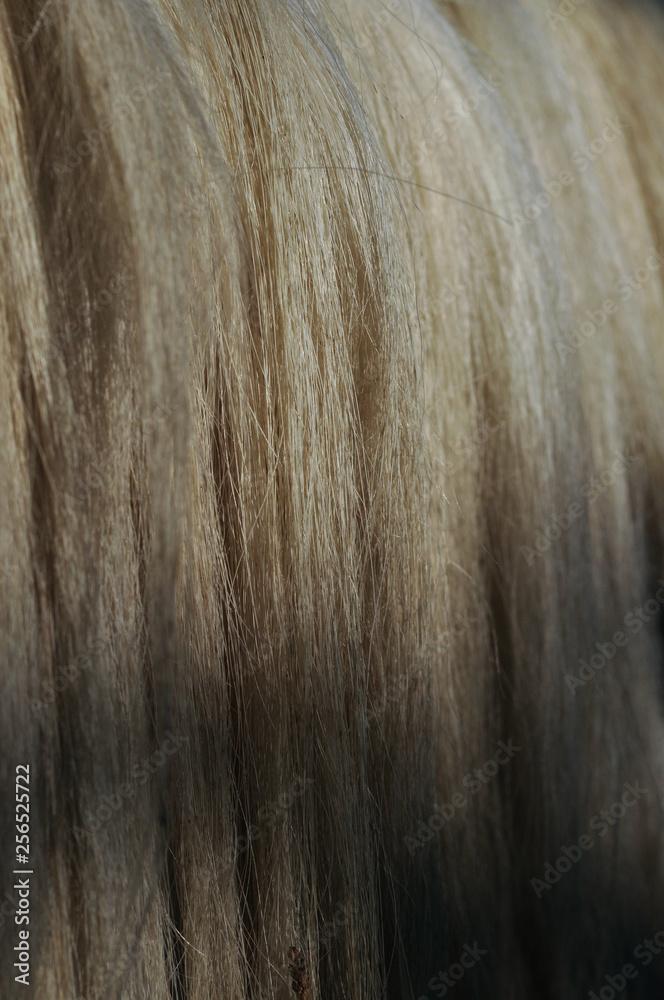 Fototapeta premium Crin de cheval