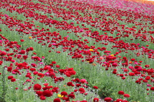 field of tulips