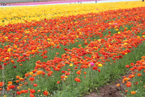 Flowers red and yellow 