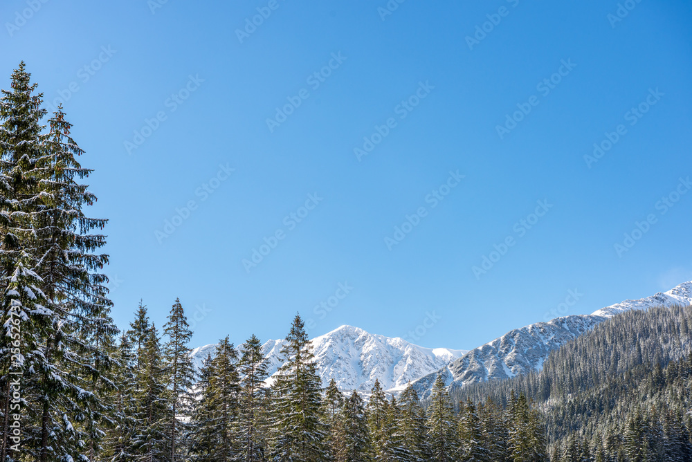 winter in Slovakia Tatra mountains. peaks and trees covered in snow