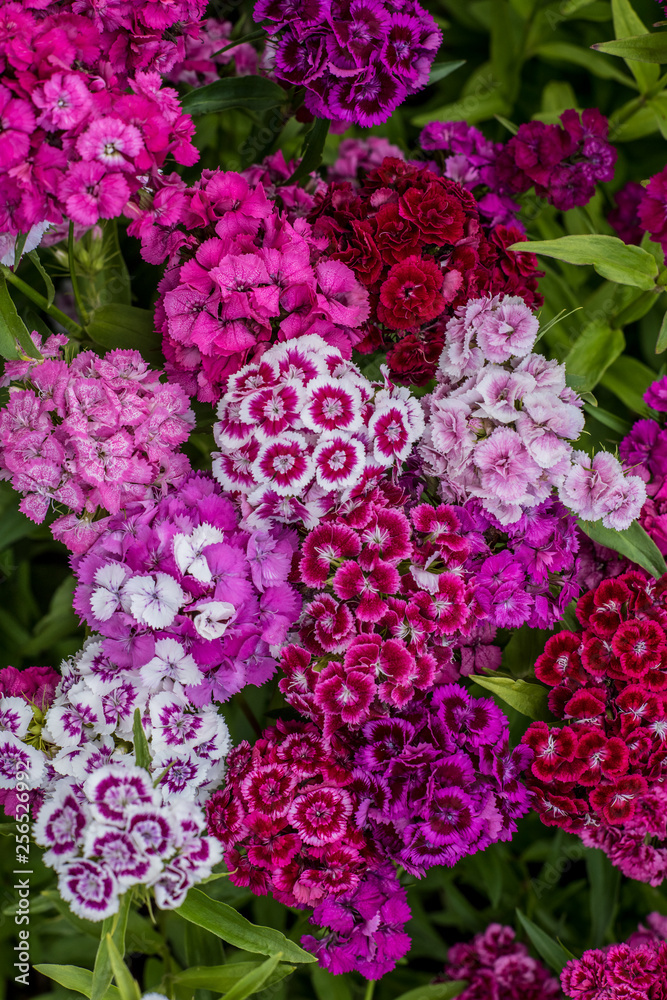 Sweet William Tall Mixed Colors Sweet William Tall Mixed Colors