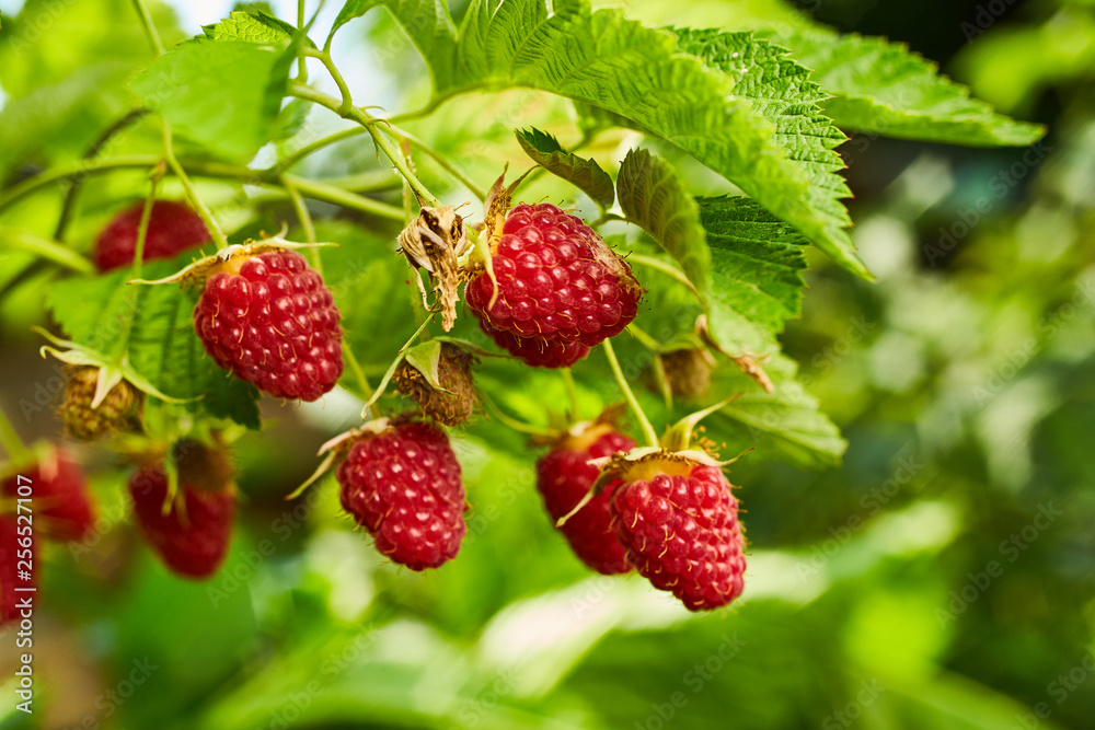 Close-up of ripe organic raspberry hanging on a branch in the fruit garden Close-up of ripe organic raspberry hanging on a branch in the fruit garden