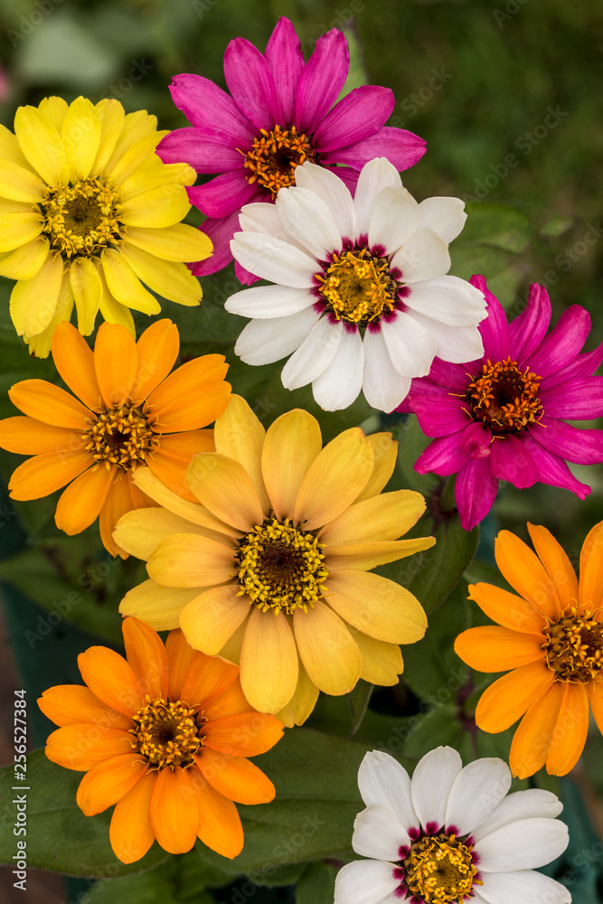 Fototapeta premium Zinnia Pinwheel Mix