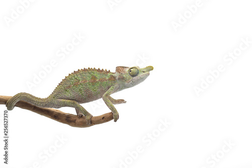 Male Lizard Antimena chameleon isolated on white background © Dmitry