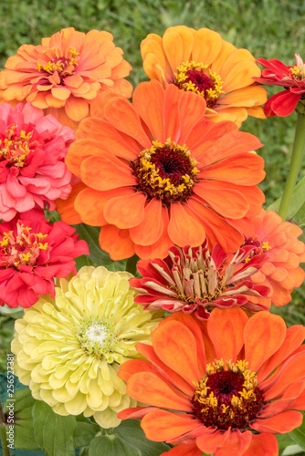 Zinnia Pinwheel Mix