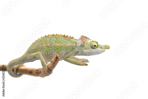 Male Lizard Antimena chameleon isolated on white background