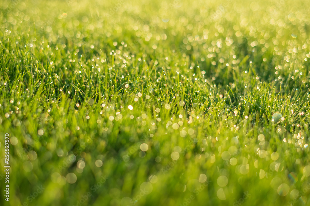 Drops on green grass with beautiful green bokeh background. Drops on green grass with beautiful green bokeh background.