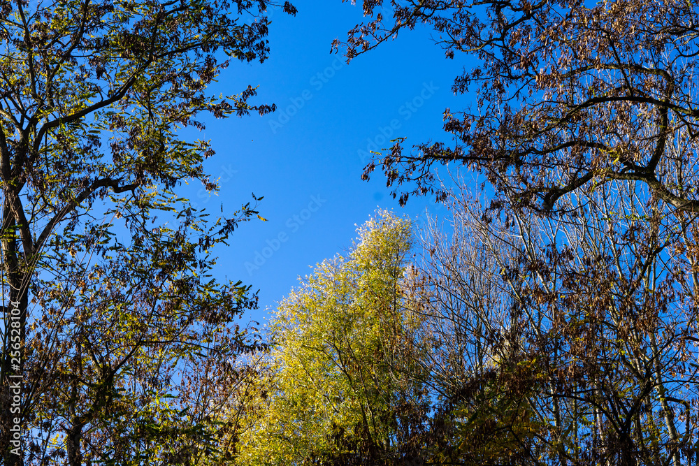 herbstliches gelb im Wald