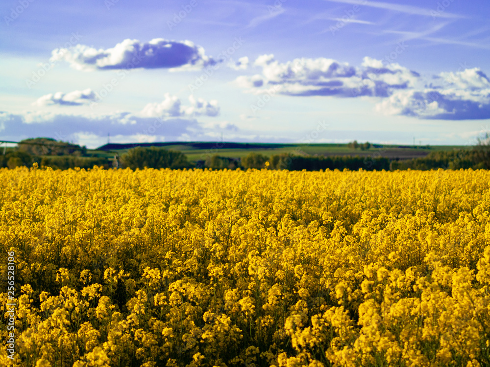 Fototapeta premium A rapeseed field in bloom (Brassica napus) in spring in Salamanca for the production of rapeseed oil and biodiesel