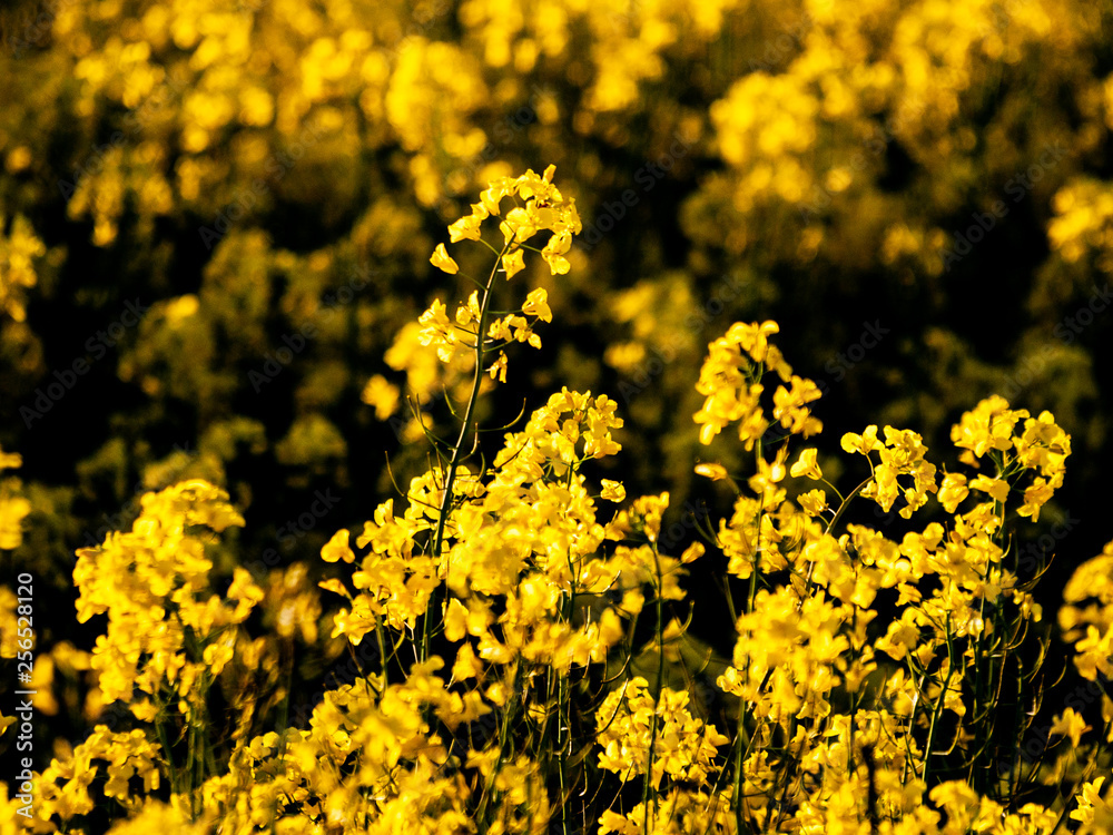 Obraz premium A rapeseed field in bloom (Brassica napus) in spring in Salamanca for the production of rapeseed oil and biodiesel