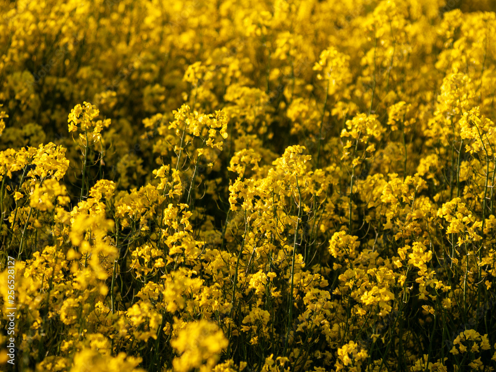 A rapeseed field in bloom (Brassica napus) in spring in Salamanca for the production of rapeseed oil and biodiesel A rapeseed field in bloom (Brassica napus) in spring in Salamanca for the production of rapeseed oil and biodiesel