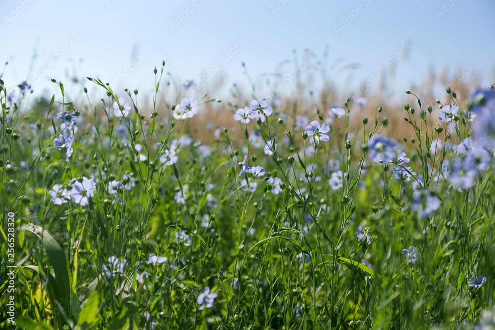 Flax flowers. Flax field, flax blooming, flax agricultural cultivation.