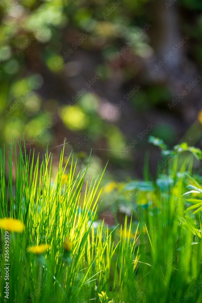 Obraz premium yellow dandelions blooming in summer dat in green meadow