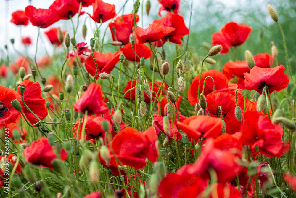 red poppy flowers in green meadow
