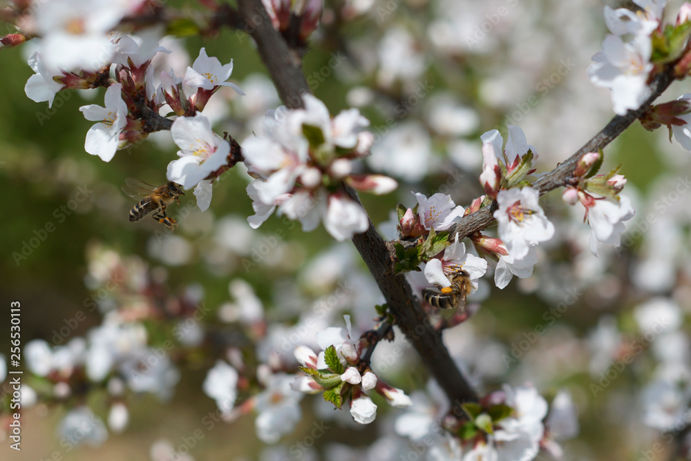 blooming cherry and two bees in the garden blooming cherry and two bees in the garden