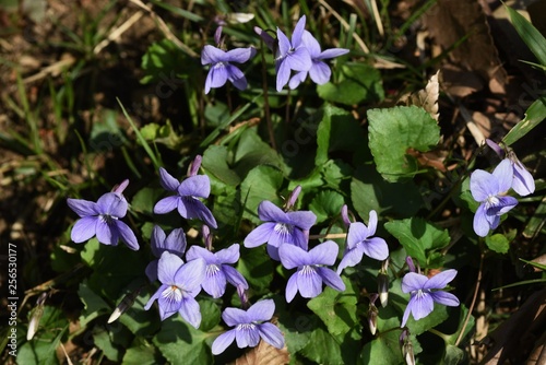 Violet flowers are often found on the roadside in spring.