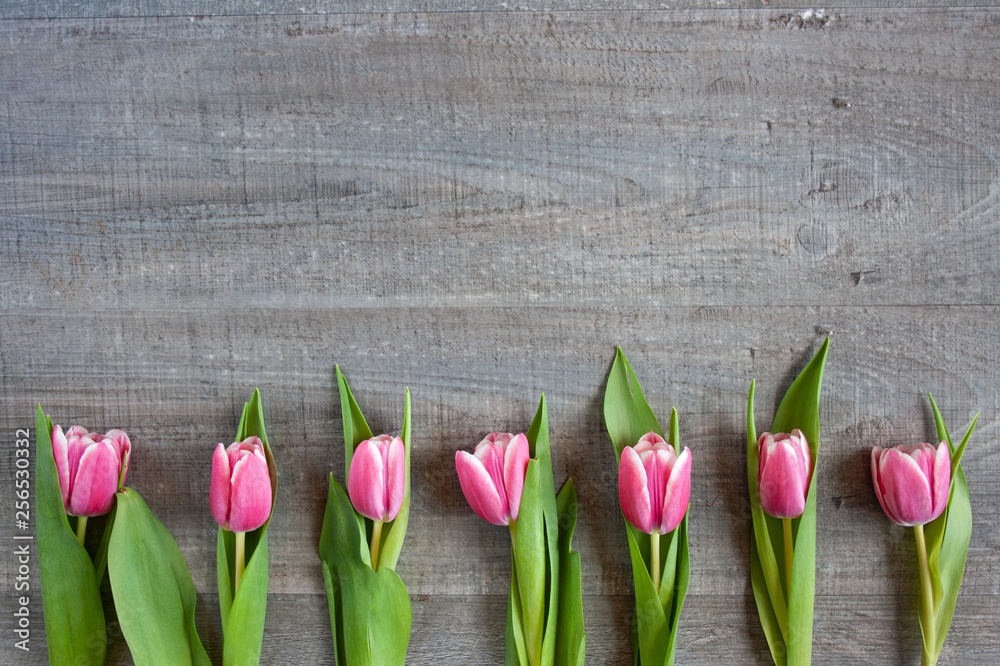 Obraz premium Różowe tulipany na szarym tle