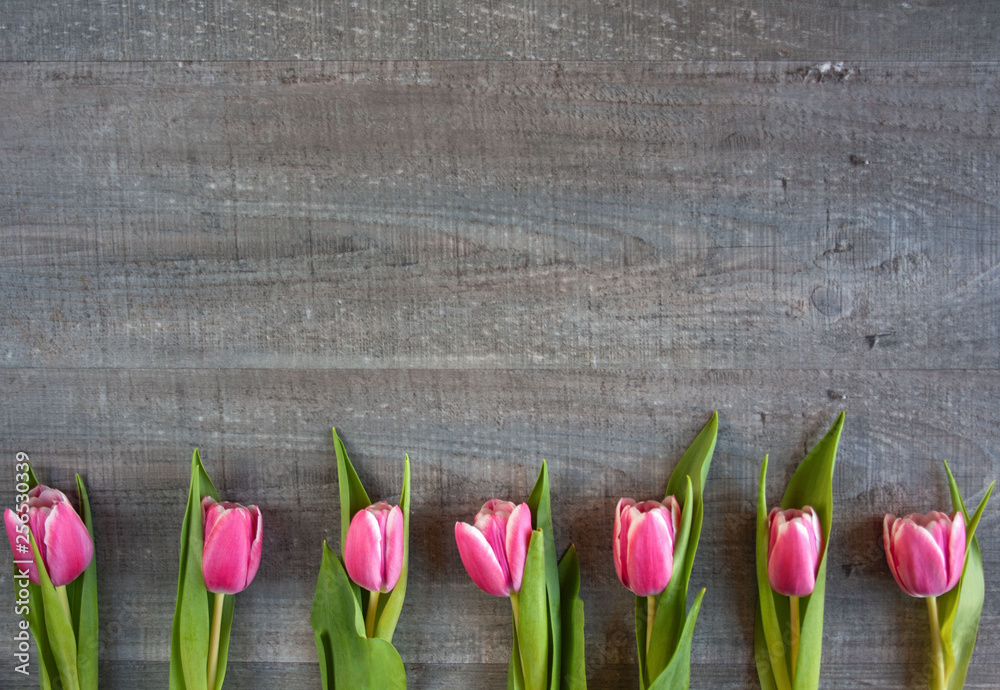 Fototapeta premium Różowe tulipany na szarym tle