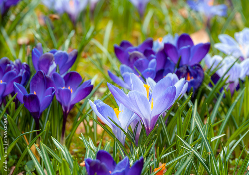 Image of a colorful field of crocuses during spring on a sunny day with blur in the back and foreground