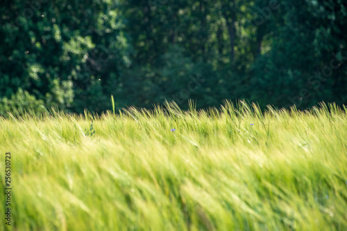 summer green meadow with random flowers blooming in mid summer day